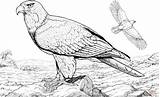Aquile Burung Aquila Elang Disegno Calva Stampare Americana Supercoloring Garuda Disegnare sketch template