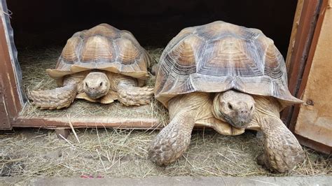 Male And Female Sulcata Tortoises Tortugas