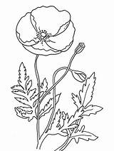Poppy Remembrance Coloring Pages Flower Template Colouring Flowers Poppies Printable Drawing Outline Pdf Templates California Color Print Kids Sheets Memorial sketch template