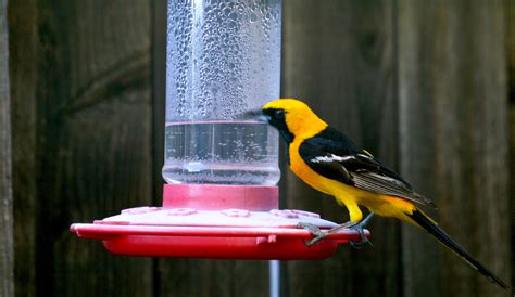 whats  pretty yellow bird  black wings breast  tail