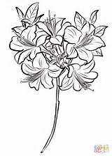 Azalea Dibujo Hermosas Rododendro Rosas Sin Azaleas Dibujosparacolorear Varias Grandes sketch template