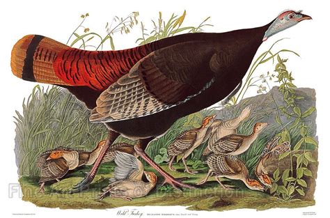 wild turkey hen fine art bird print by john james audubon john james