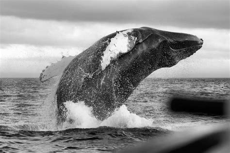 humpback breach focusing  wildlife
