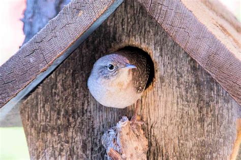 birdhouses  nesting wrens