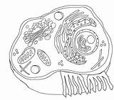 Biologie Answer Biologycorner Unlabeled Coded Membrane Worksheeto Labeled Typical Markcritz Coloringhome sketch template