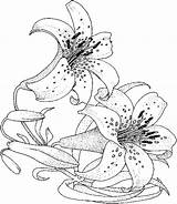 Coloring Pages Flower Lily Adults Flowers Drawing Awesome Cool Drawings sketch template