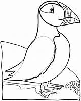 Puffin Coloring Bird Pages Printable Atlantic Online Print Super Cartoon Puffins Supercoloring Color Coloringhome Visit Embroidery Pattern Choose Board Popular sketch template