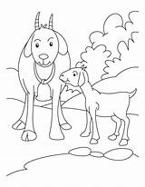 Goat Coloring Pages Kid Mother Goats Boer Drawing Pygmy Farm Colouring Baby Animals Kids Animal Printable Bestcoloringpages Sheets Getdrawings Wolf sketch template
