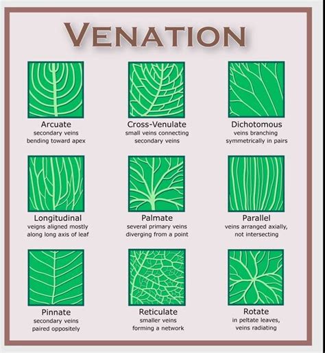types  leaves google search botany plants plant science