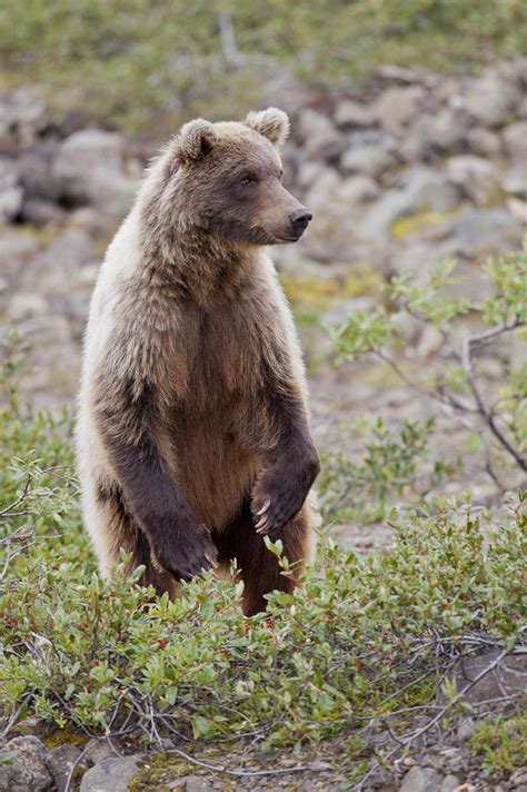 standing grizzly bear photograph  tim grams