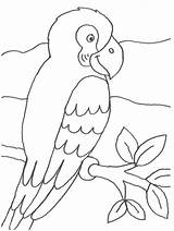 Papagei Ausmalen Ausmalbilder Vorlage Malvorlagen Ausdrucken Ast Kostenlos Vogel Bird Dschungel Vorlagen Pintar Vögel Quallen Auswählen sketch template