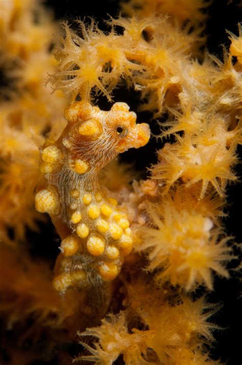 tiny seahorse  mastered  domain