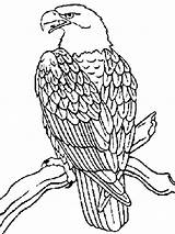 Eagle Coloring Pages Animals Printable Color Animal sketch template