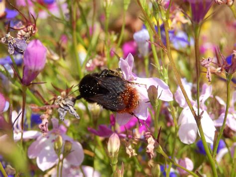 pollen covered bee  stock photo public domain pictures