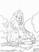 Orangutan Coloring Gorilla Pages Lowland Western Template Realistic Supercoloring Printable Getcolorings Bornean Colorings Drawing Getdrawings Color sketch template
