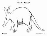 Aardvark Coloring Hormiguero Oso Cerdo sketch template