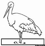 Stork Coloring Pages Endangered Animals Oriental Storks Online Color 2kb 565px Getcolorings sketch template