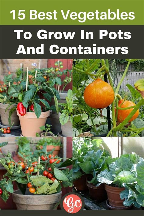 vegetables  grow  pots  containers gardening chores