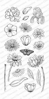 Impression Obsession Sketched Tara Caldwell Blooms Stamps Clear Spring sketch template