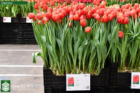 icoon tulip jan de wit en zonen bv
