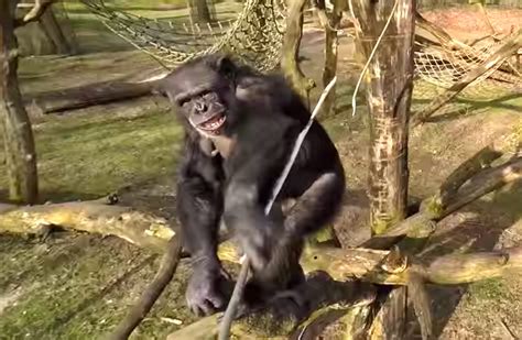 chimp  drone    lawn gearjunkie