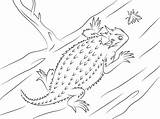 Horned Lizard Toad Designlooter Library Animals sketch template