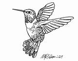 Hummingbird Line Drawing Humming Bird Getdrawings Paintingvalley Drawings sketch template