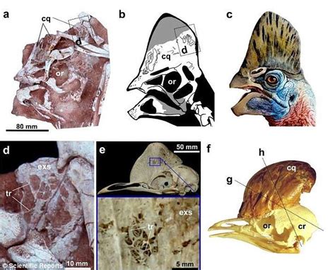 winged dinosaur species with head crest uncovered in china daily mail