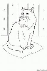 Coon Katze Sibirische Katzen sketch template