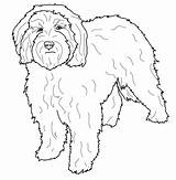 Cockapoo Coloring Pages Dog Dogs Colouring Printable Puppies Sheets Color Maltese Water Drawings Supercoloring Portuguese Template Cute Pug Sketch Perro sketch template