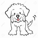Poodle Bichon Maltes Clipartmag Puppy Maltese Maltipoo sketch template