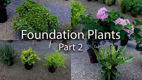 lots  foundation plants part  youtube