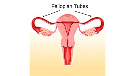 fallopian tube issues davies chicago fertility specialists clinic