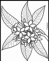Frangipani Coloring Flower Pages Tropical Plumeria Drawing Colouring Flowers Rainforest Drawings Line Stained Glass Cliparts Tree Welcome Printable Color Colorear sketch template