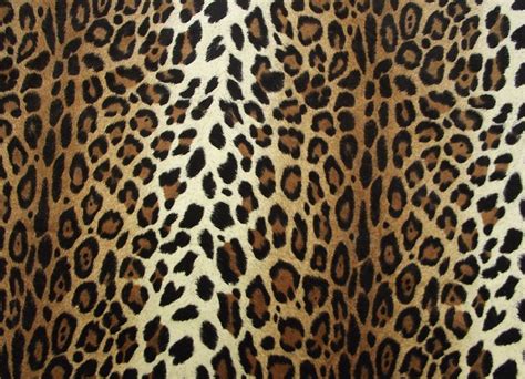 cheetah print hq wallpapers