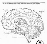 Neuroanatomia Cerebro Ciencia Anatomia Labels Cadaver Nervioso sketch template