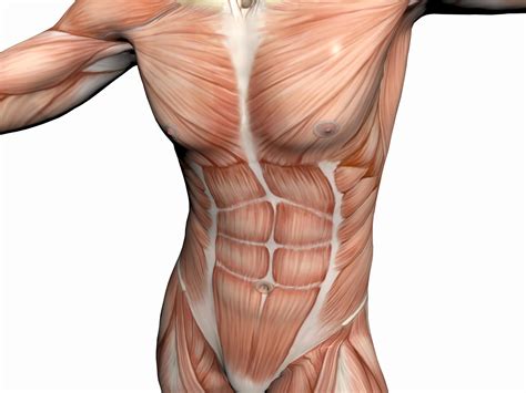 anatomy   man muscular man holistic approach  health  global healing exchange