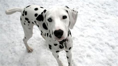 images  cute dalmatian  pinterest puppys pet