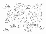 Boa Constrictor Disegni Colorare Kolorowanki Cobra Slang żmija Anaconda Druku Pyton Kobra Printable Węży Zaskroniec Colorier sketch template