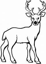 Coloring Deer sketch template