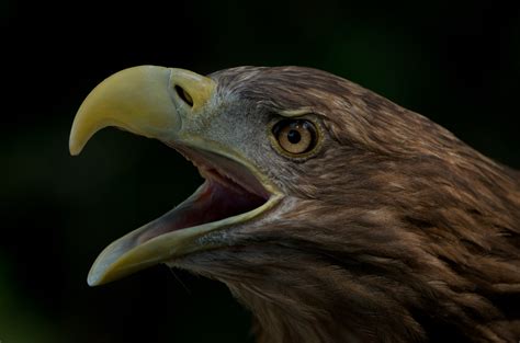 filewhite tailed eagle adfjpg wikimedia commons