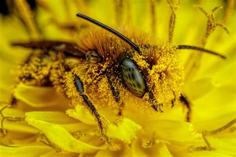 pollen covered blue mason bee rphotographs