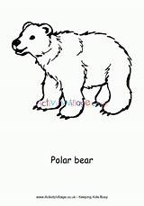 Bear Polar Coloring Colouring Pages Toddlers Print Activity Bears Animals Village Explore Animal Simple sketch template