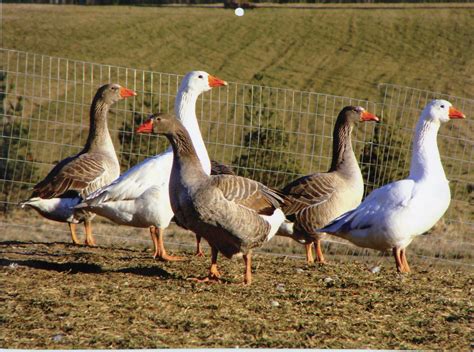 hatchery choice geese surplus cackle hatchery