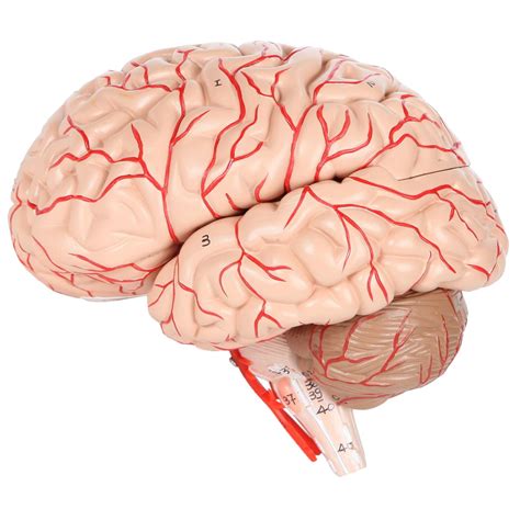 axis scientific deluxe  part human brain model  arteries shows major lobes