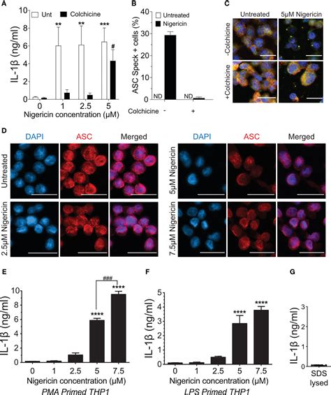 frontiers  asc speck  nlrp inflammasome function  spatially  temporally distinct