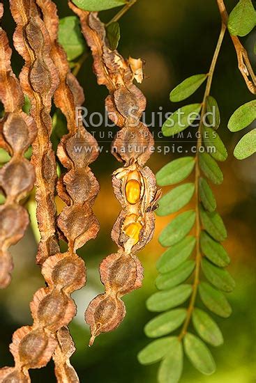 nz native kowhai tree seed pods showing seeds sophora