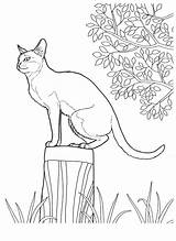 Colorat Desene Planse Coloring Cat Pisica Pages Adult Gif Animal Cats Printable Singapura Si 2120 1542 Color sketch template