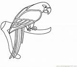 Coloring Macaw Pages Getcolorings Printable sketch template