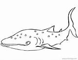 Shark Whale Coloring Pages Big Xcolorings 629px 34k Resolution Info Type  Size Jpeg sketch template